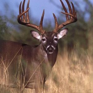 Meet your Posher, Ricky